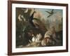 A Peacock and Other Birds in an Ornamental Landscape-Marmaduke Cradock-Framed Giclee Print