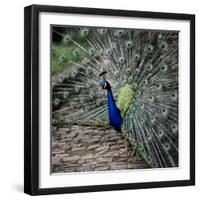 A Peacock at Tapely Park in Devon, May 1981-null-Framed Photographic Print