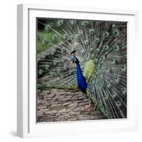 A Peacock at Tapely Park in Devon, May 1981-null-Framed Photographic Print