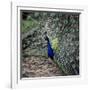 A Peacock at Tapely Park in Devon, May 1981-null-Framed Photographic Print