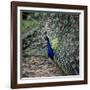 A Peacock at Tapely Park in Devon, May 1981-null-Framed Photographic Print