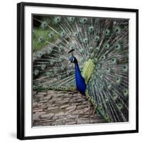 A Peacock at Tapely Park in Devon, May 1981-null-Framed Photographic Print