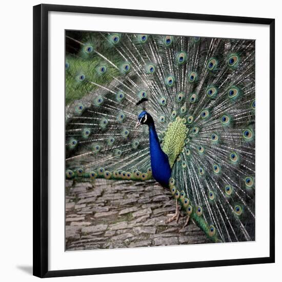 A Peacock at Tapely Park in Devon, May 1981-null-Framed Photographic Print