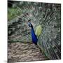 A Peacock at Tapely Park in Devon, May 1981-null-Mounted Photographic Print