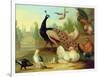 A Peacock, Doves, Chickens and a Jay in a Park-Marmaduke Cradock-Framed Giclee Print