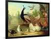 A Peacock, Doves, Chickens and a Jay in a Park-Marmaduke Cradock-Framed Giclee Print