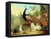 A Peacock, Doves, Chickens and a Jay in a Park-Marmaduke Cradock-Framed Stretched Canvas