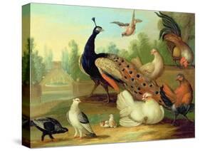 A Peacock, Doves, Chickens and a Jay in a Park-Marmaduke Cradock-Stretched Canvas