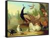 A Peacock, Doves, Chickens and a Jay in a Park-Marmaduke Cradock-Framed Stretched Canvas