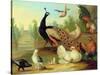 A Peacock, Doves, Chickens and a Jay in a Park-Marmaduke Cradock-Stretched Canvas