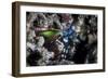 A Peacock Mantis Shrimp in Lembeh Strait, Indonesia-Stocktrek Images-Framed Photographic Print