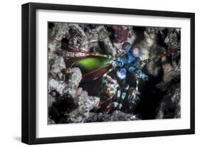 A Peacock Mantis Shrimp in Lembeh Strait, Indonesia-Stocktrek Images-Framed Photographic Print