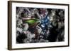 A Peacock Mantis Shrimp in Lembeh Strait, Indonesia-Stocktrek Images-Framed Photographic Print