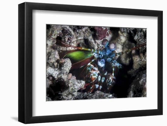 A Peacock Mantis Shrimp in Lembeh Strait, Indonesia-Stocktrek Images-Framed Photographic Print