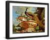 A Peacock on a Decorative Urn-Melchior de Hondecoeter-Framed Premium Giclee Print