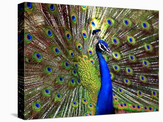 A Peacock Spreads its Feathers at the Alipore Zoo-null-Stretched Canvas