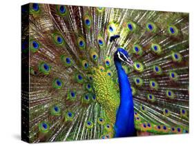 A Peacock Spreads its Feathers at the Alipore Zoo-null-Stretched Canvas