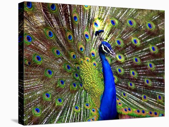 A Peacock Spreads its Feathers at the Alipore Zoo-null-Stretched Canvas