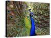 A Peacock Spreads its Feathers at the Alipore Zoo-null-Stretched Canvas
