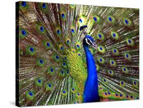 A Peacock Spreads its Feathers at the Alipore Zoo-null-Stretched Canvas