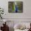 A Peacock Spreads its Feathers at the Alipore Zoo-null-Framed Stretched Canvas displayed on a wall