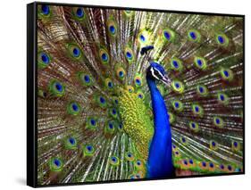 A Peacock Spreads its Feathers at the Alipore Zoo-null-Framed Stretched Canvas
