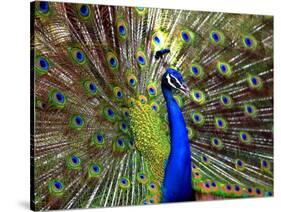 A Peacock Spreads its Feathers at the Alipore Zoo-null-Stretched Canvas