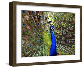 A Peacock Spreads its Feathers at the Alipore Zoo-null-Framed Premium Photographic Print