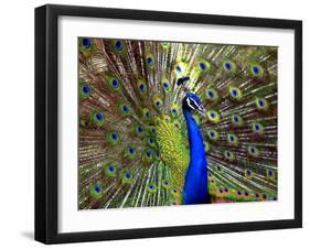 A Peacock Spreads its Feathers at the Alipore Zoo-null-Framed Premium Photographic Print