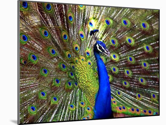 A Peacock Spreads its Feathers at the Alipore Zoo-null-Mounted Premium Photographic Print