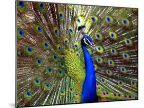 A Peacock Spreads its Feathers at the Alipore Zoo-null-Mounted Premium Photographic Print