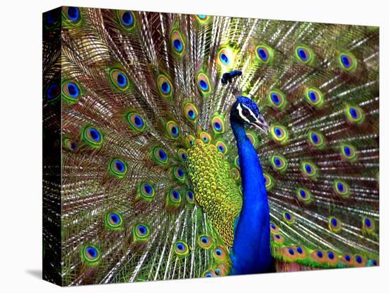 A Peacock Spreads its Feathers at the Alipore Zoo-null-Stretched Canvas