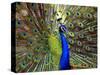 A Peacock Spreads its Feathers at the Alipore Zoo-null-Stretched Canvas