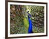 A Peacock Spreads its Feathers at the Alipore Zoo-null-Framed Photographic Print