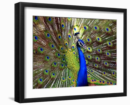 A Peacock Spreads its Feathers at the Alipore Zoo-null-Framed Photographic Print