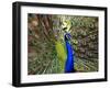 A Peacock Spreads its Feathers at the Alipore Zoo-null-Framed Photographic Print