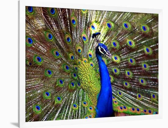 A Peacock Spreads its Feathers at the Alipore Zoo-null-Framed Photographic Print