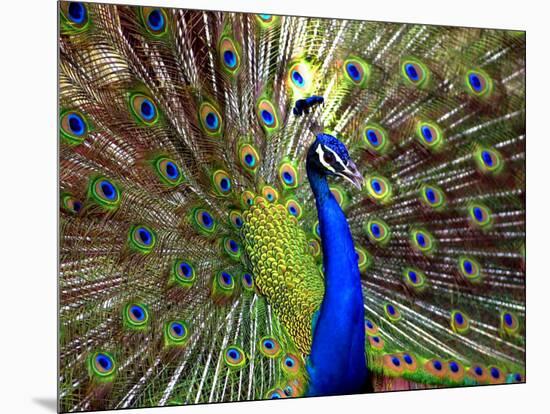 A Peacock Spreads its Feathers at the Alipore Zoo-null-Mounted Photographic Print