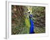 A Peacock Spreads its Feathers at the Alipore Zoo-null-Framed Photographic Print