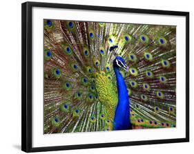 A Peacock Spreads its Feathers at the Alipore Zoo-null-Framed Photographic Print