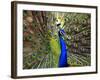 A Peacock Spreads its Feathers at the Alipore Zoo-null-Framed Photographic Print