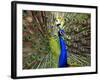 A Peacock Spreads its Feathers at the Alipore Zoo-null-Framed Photographic Print