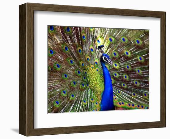 A Peacock Spreads its Feathers at the Alipore Zoo-null-Framed Photographic Print