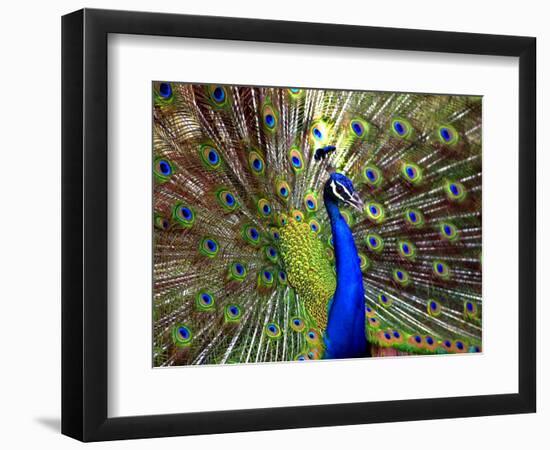 A Peacock Spreads its Feathers at the Alipore Zoo-null-Framed Photographic Print