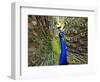 A Peacock Spreads its Feathers at the Alipore Zoo-null-Framed Photographic Print