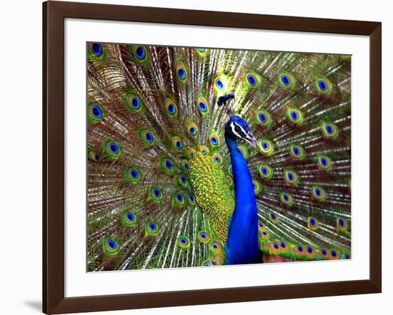 A Peacock Spreads its Feathers at the Alipore Zoo-null-Framed Photographic Print