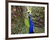 A Peacock Spreads its Feathers at the Alipore Zoo-null-Framed Photographic Print