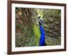 A Peacock Spreads its Feathers at the Alipore Zoo-null-Framed Photographic Print