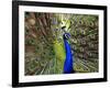 A Peacock Spreads its Feathers at the Alipore Zoo-null-Framed Photographic Print