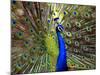 A Peacock Spreads its Feathers at the Alipore Zoo-null-Mounted Photographic Print